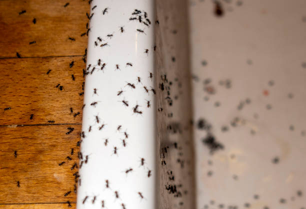 Wildlife Control Services in Madisonville, TN
